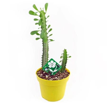 Sygnalizator suchego kwiatka. Zestaw DIY do nauki lutowania AVT EDU636